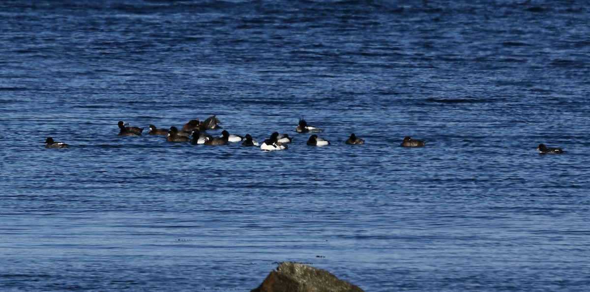 Greater Scaup - ML543452661
