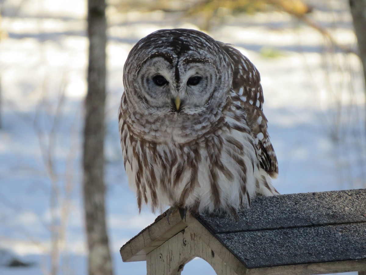 New Hampshire eBird Checklist 8 Mar 2023 Epping NH Yard 1 species