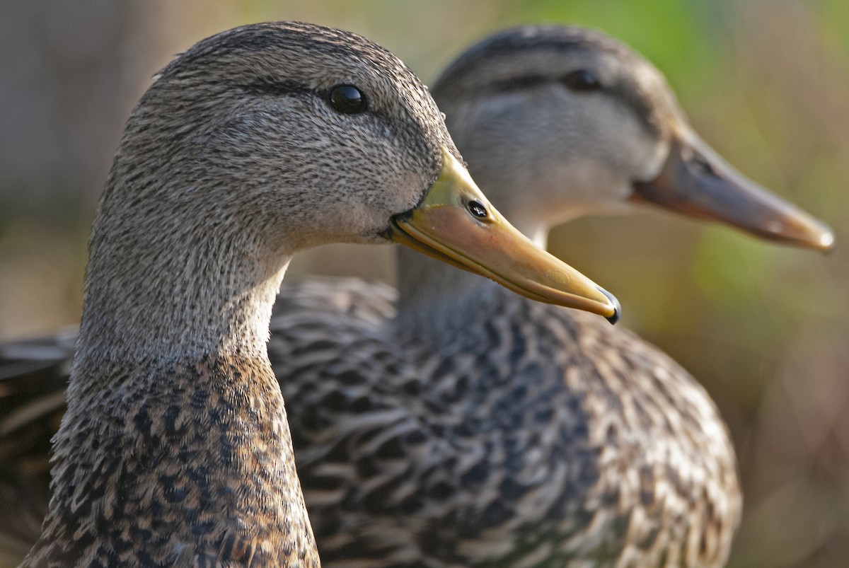 Mallard x Mottled Duck (hybrid) - Andrew Simon
