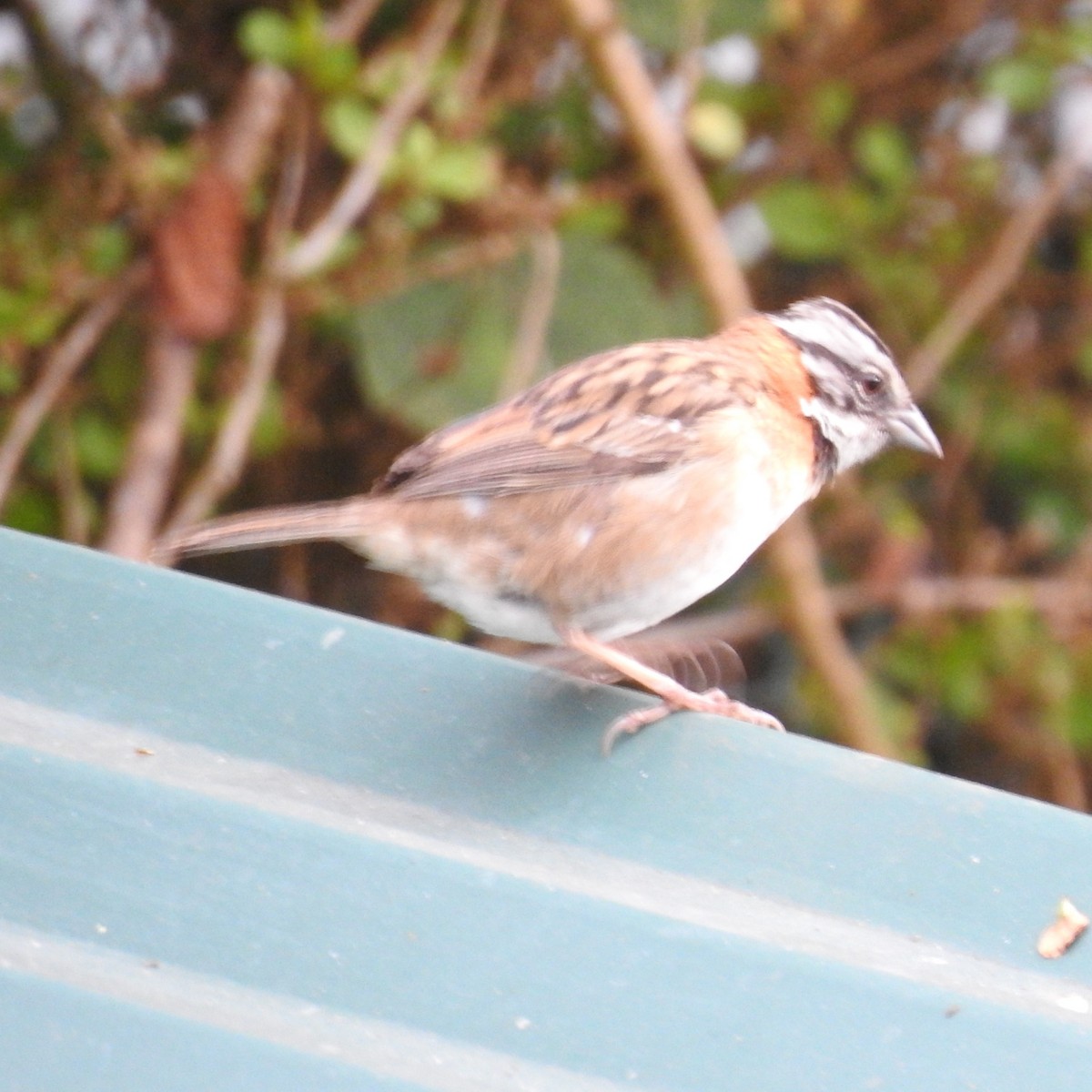 Rufous-collared Sparrow - ML543460221
