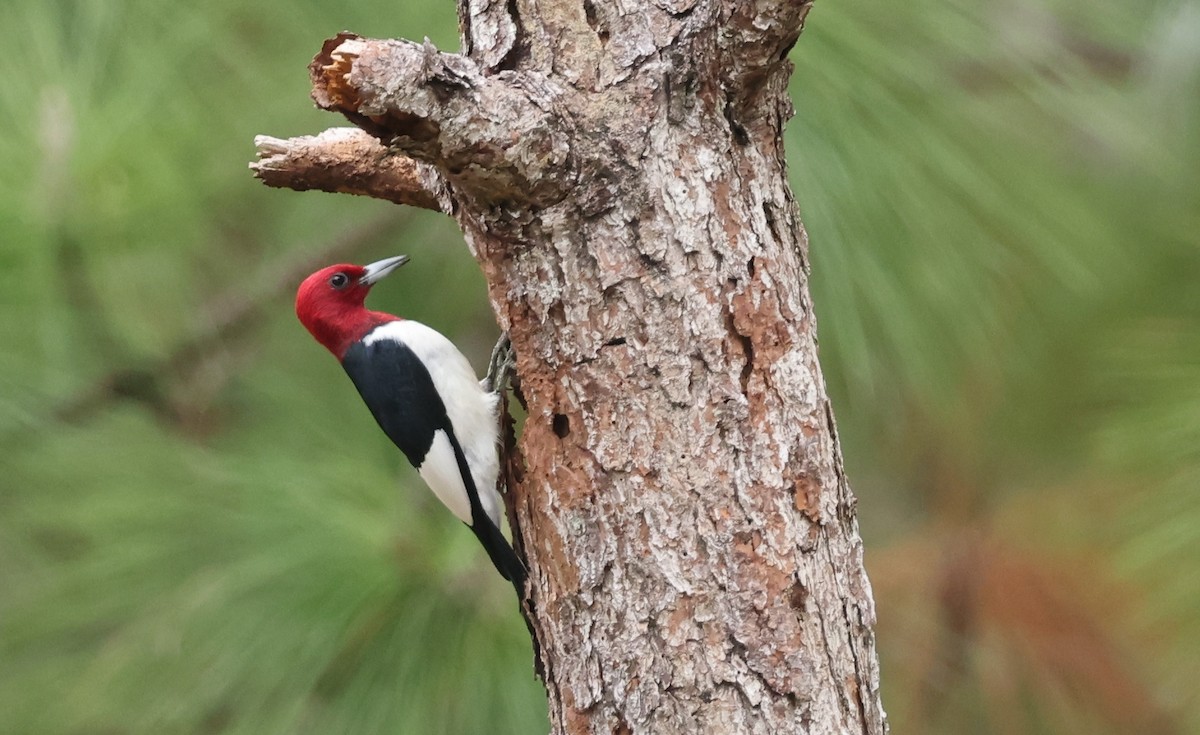 Red-headed Woodpecker - ML543463051