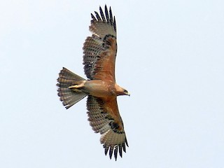 Молодая птица - Jaswinder Waraich - ML54346351