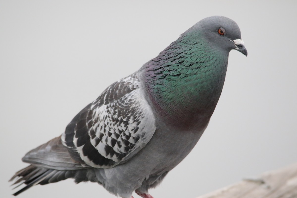 Rock Pigeon (Feral Pigeon) - ML54346511