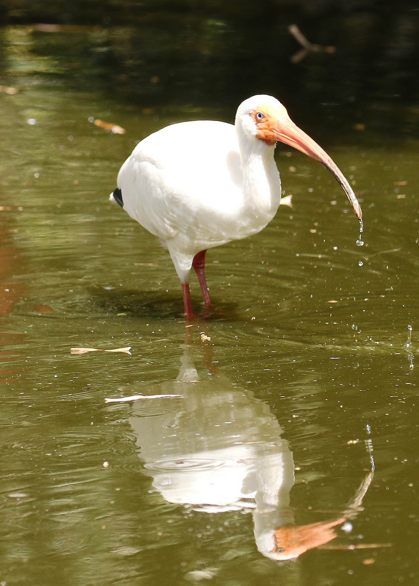 ibis bílý - ML543467121
