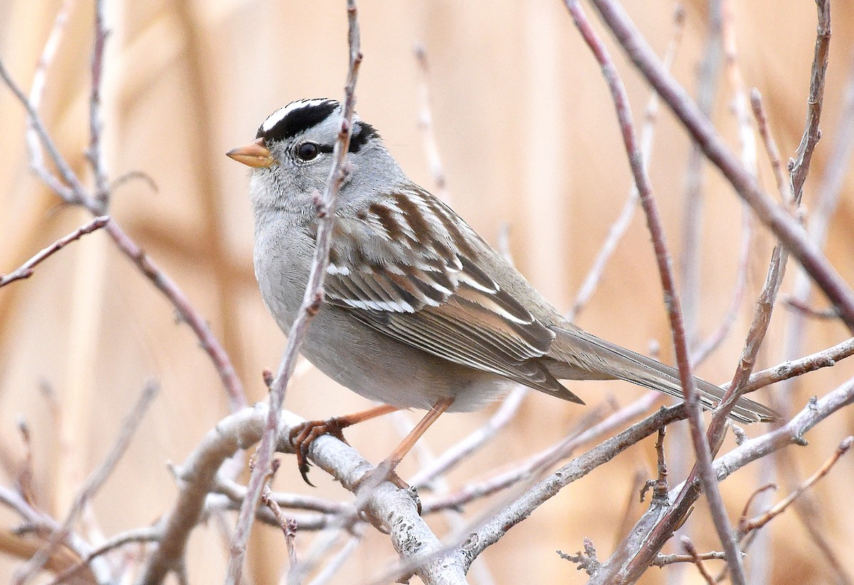 White-crowned Sparrow (Gambel's) - ML543467611