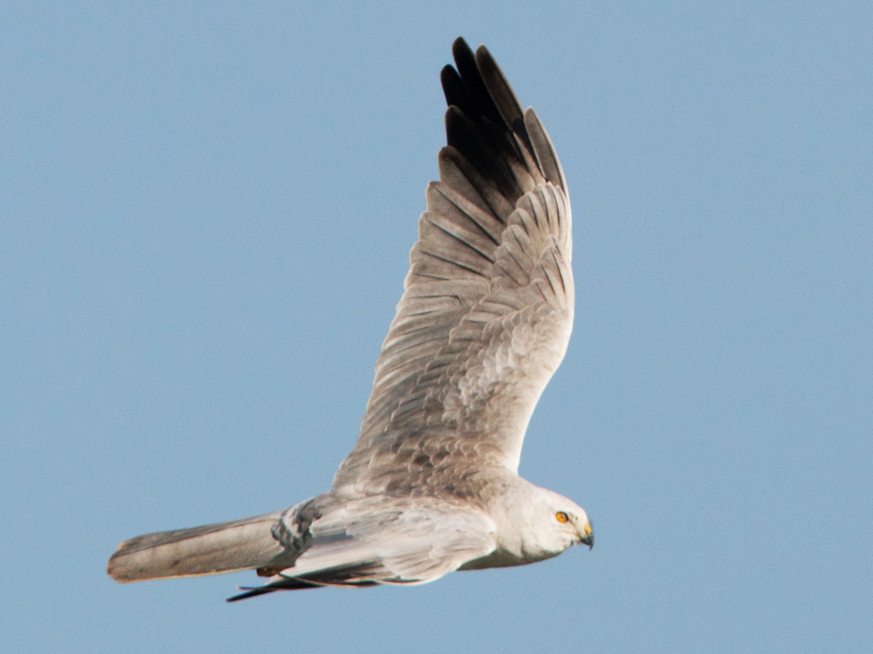 Pallid Harrier - Ian Davies