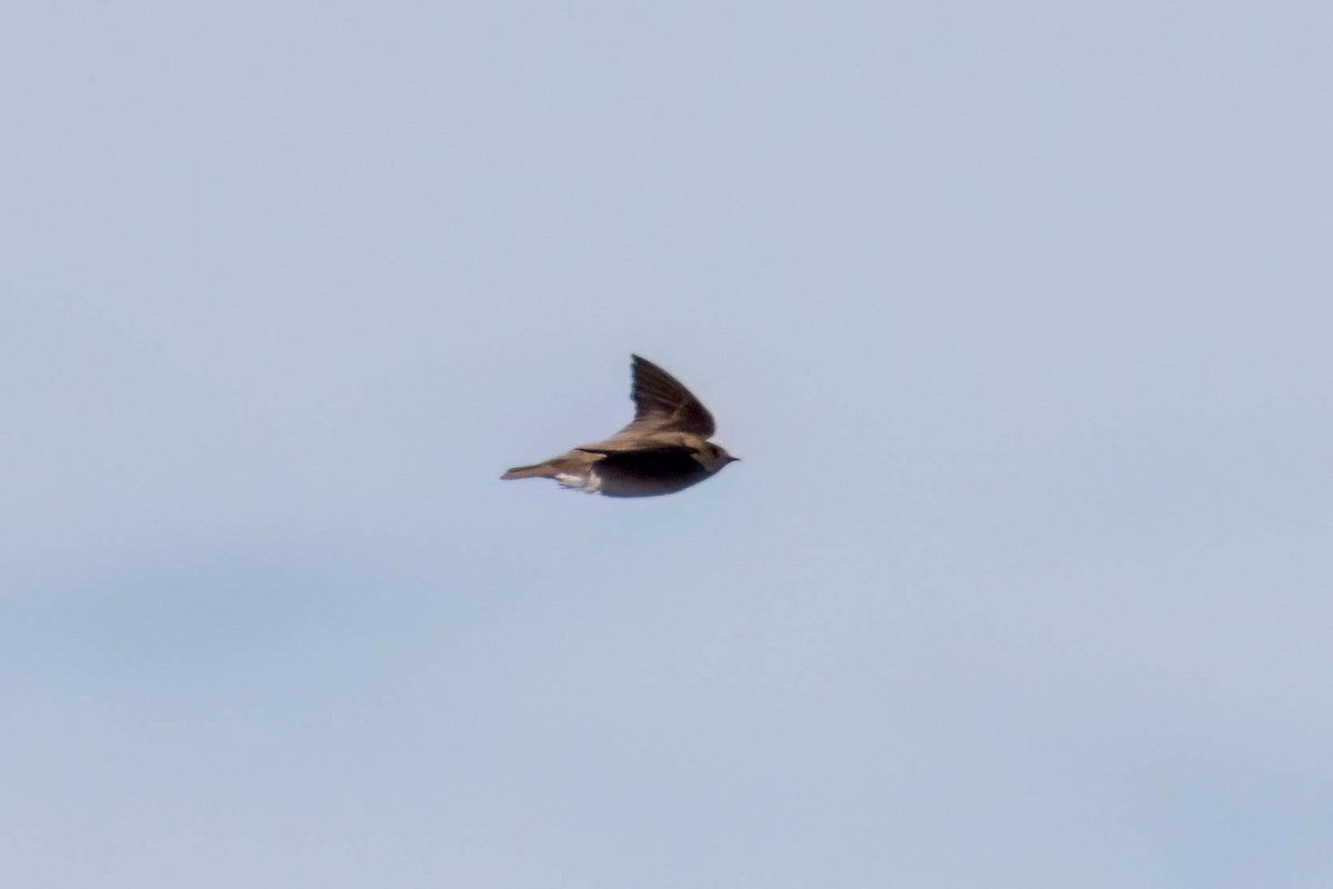 Northern Rough-winged Swallow - ML543468201