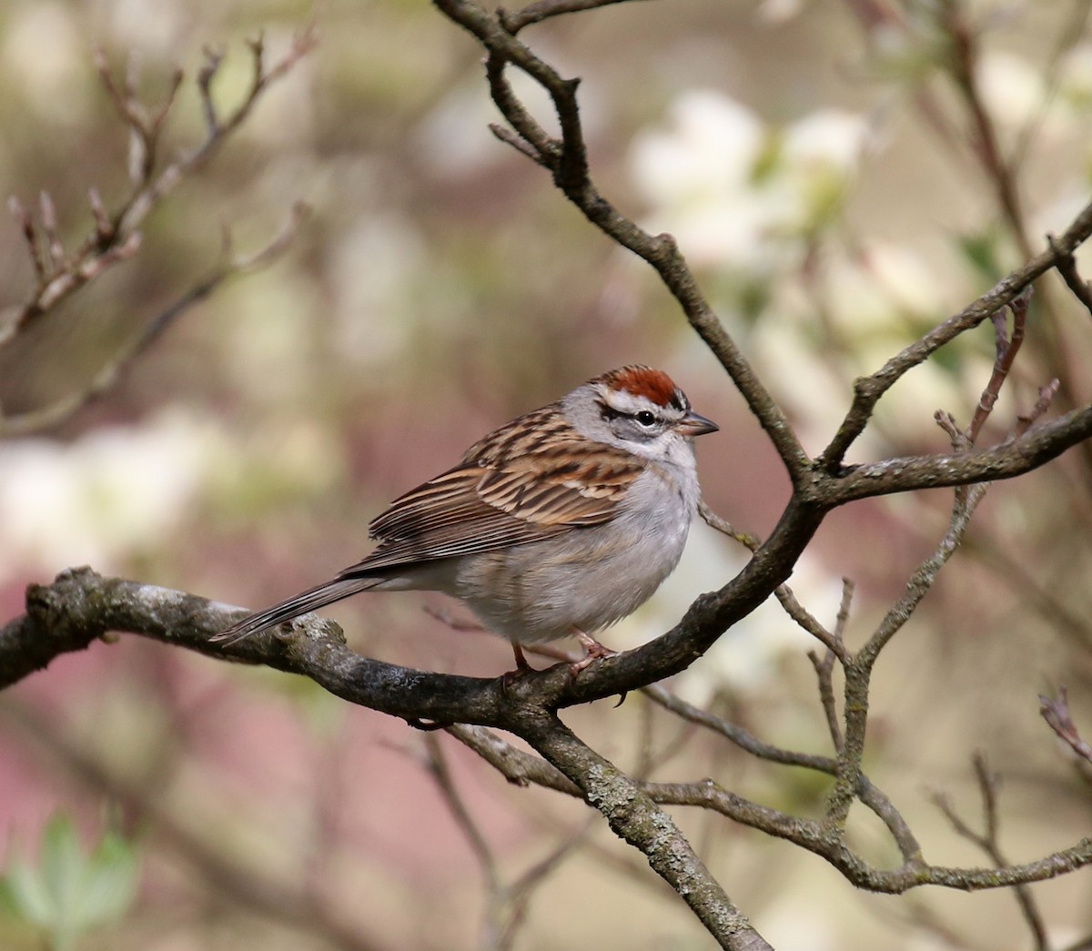 Chipping Sparrow - David Carr