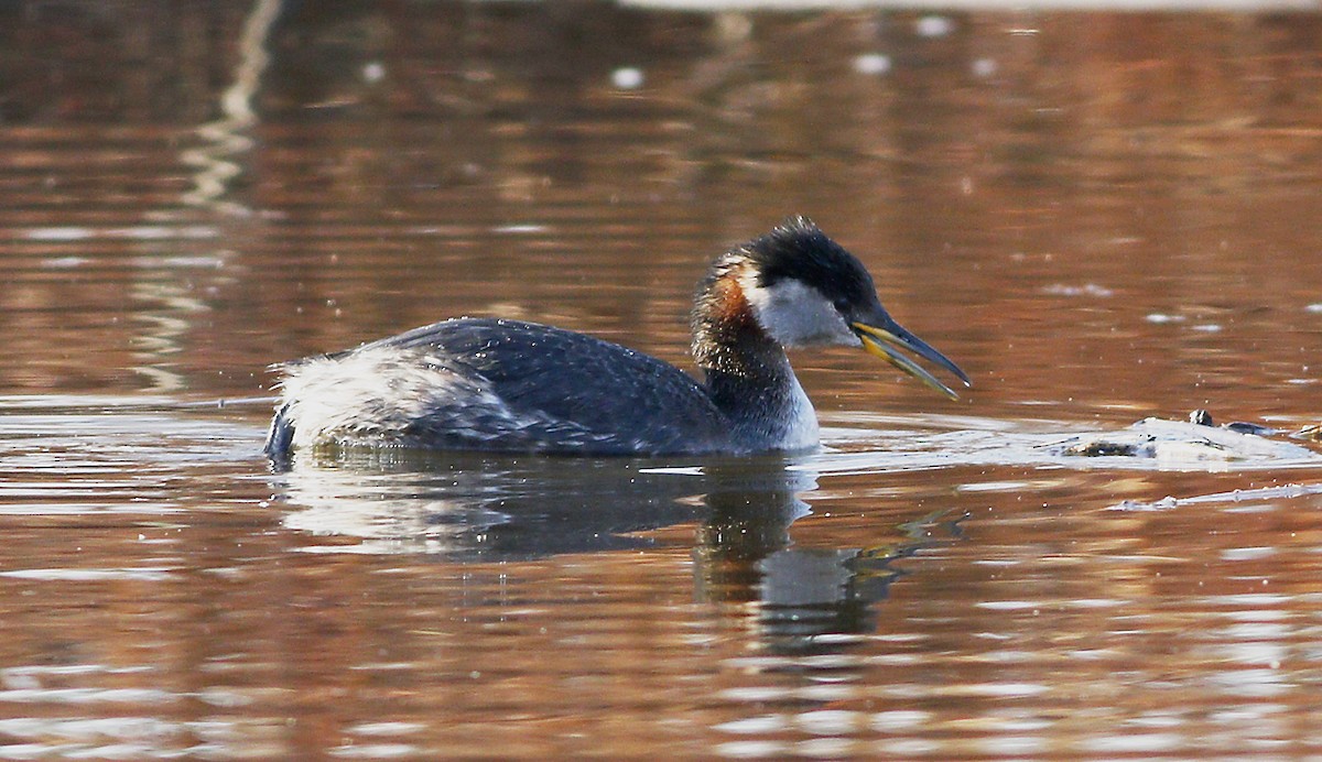 Red-necked Grebe - Gary Jarvis
