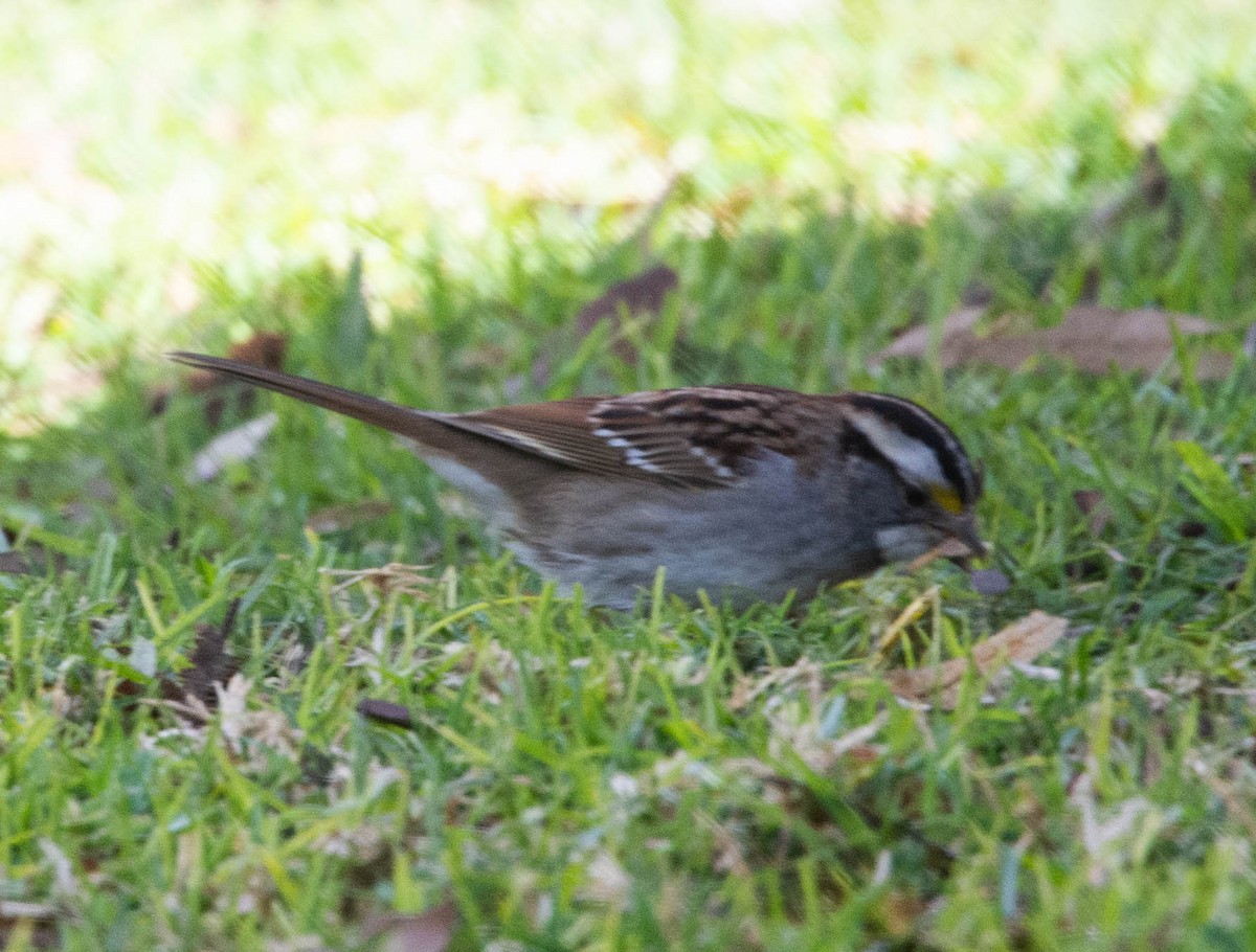White-throated Sparrow - ML543479561