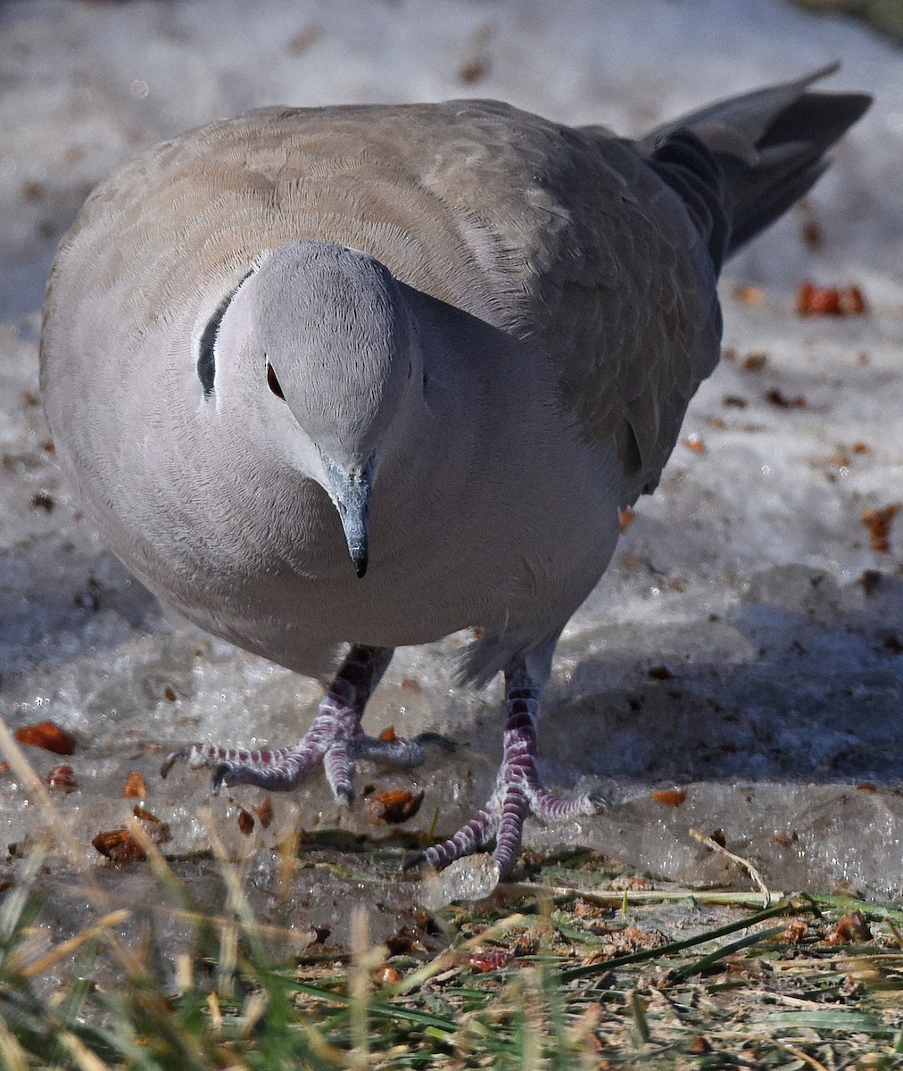 eBird Checklist 10 Feb 2023 Gering Cemetery 10 species (+3 other