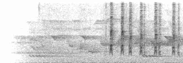  - Tawny-bellied Babbler