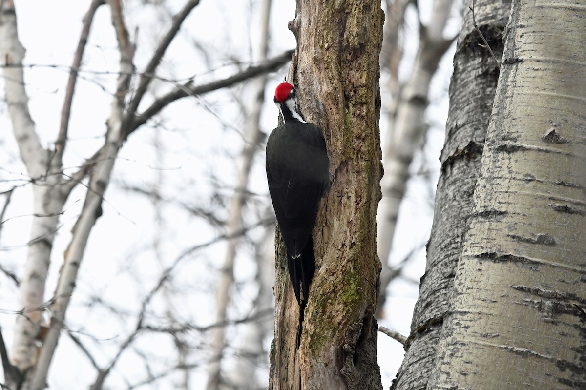 Pileated Woodpecker - ML543482391