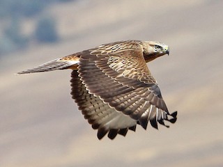 นกเต็มวัย ชุดขนสีอ่อน - Mustafa Yaman - ML54348351