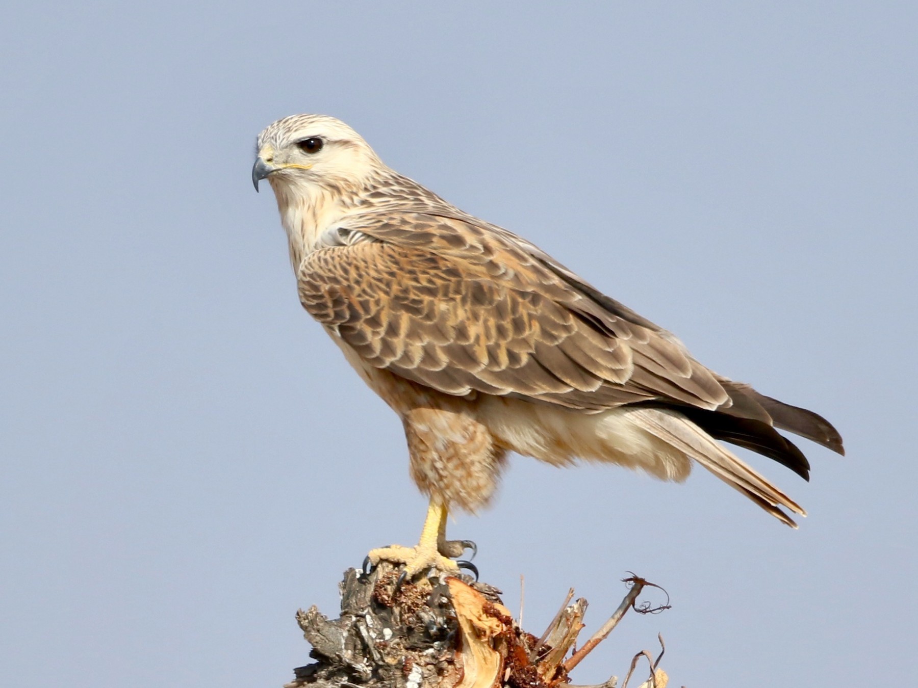 Long-legged Buzzard - Stefan Hirsch