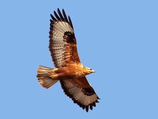 นกเต็มวัย ชุดขนสีน้ำตาลแดง - Dorna Mojab - ML54348371