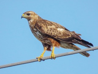 Молодая птица - Dorna Mojab - ML54348391