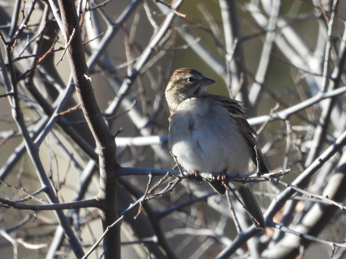 Chipping Sparrow - ML543485721