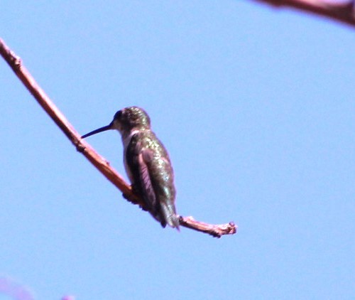 Ruby-throated/Black-chinned Hummingbird - juventino chavez