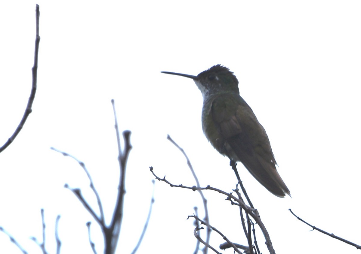 Azure-crowned Hummingbird - ML543487051
