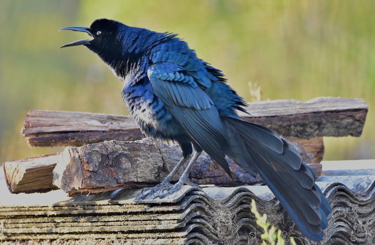 Great-tailed Grackle - ML543488361