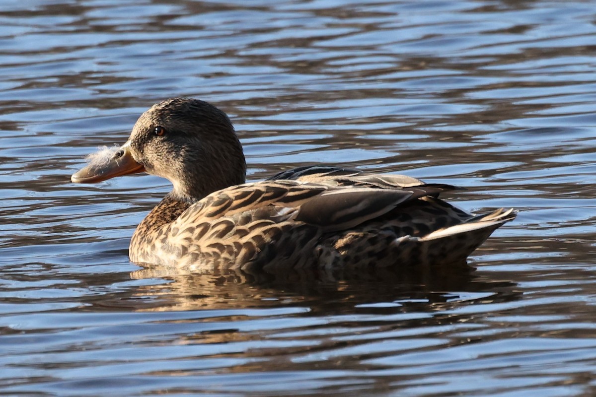 eBird Checklist - 8 Mar 2023 - Echo Lake Park - 14 species