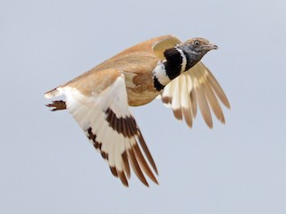 繁殖期雄鳥 - José Frade - ML54349081
