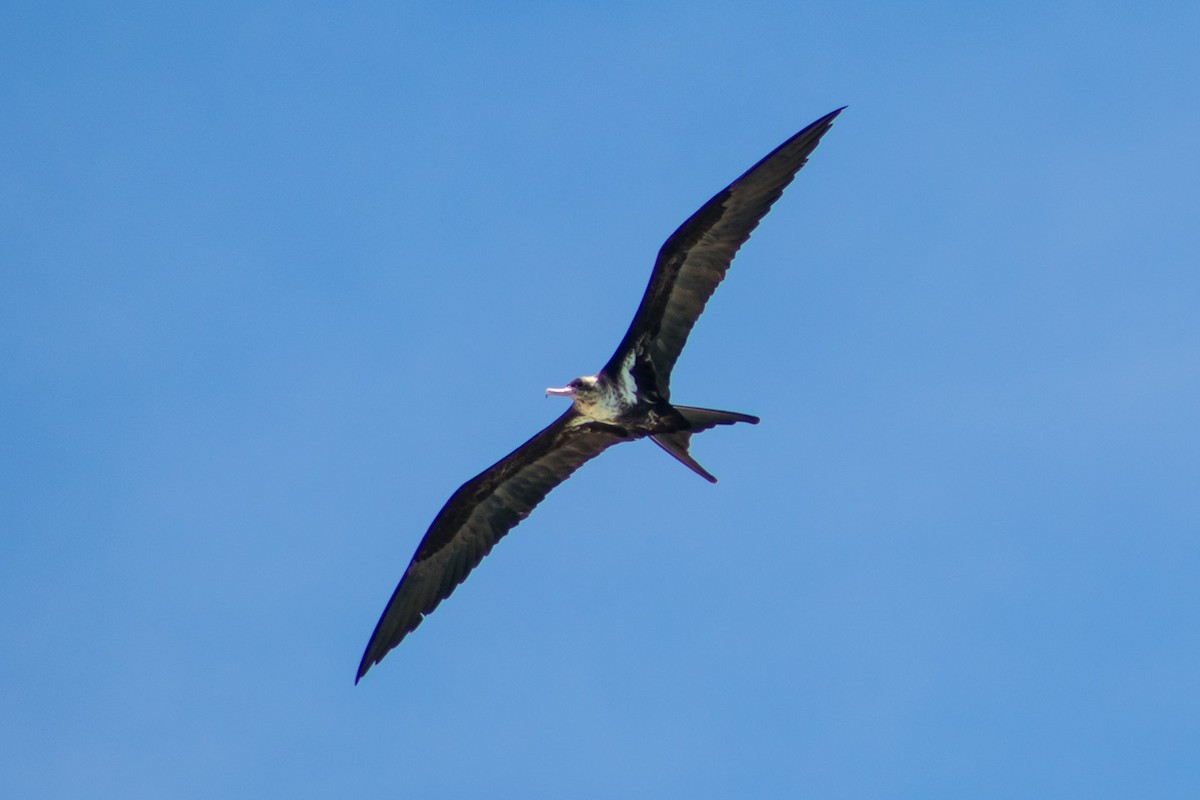 Lesser Frigatebird - ML543493671