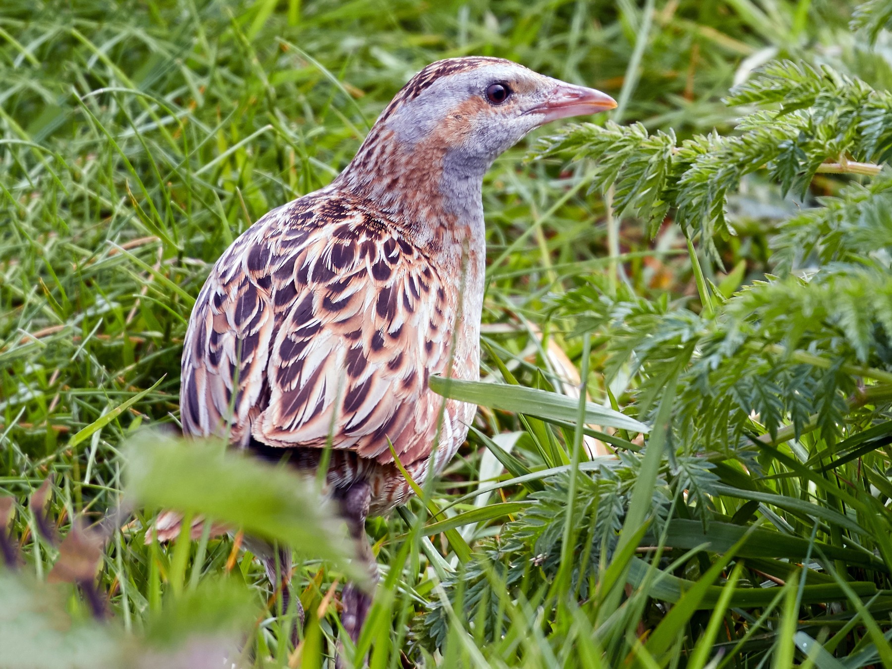 Corn Crake - Brooke Miller