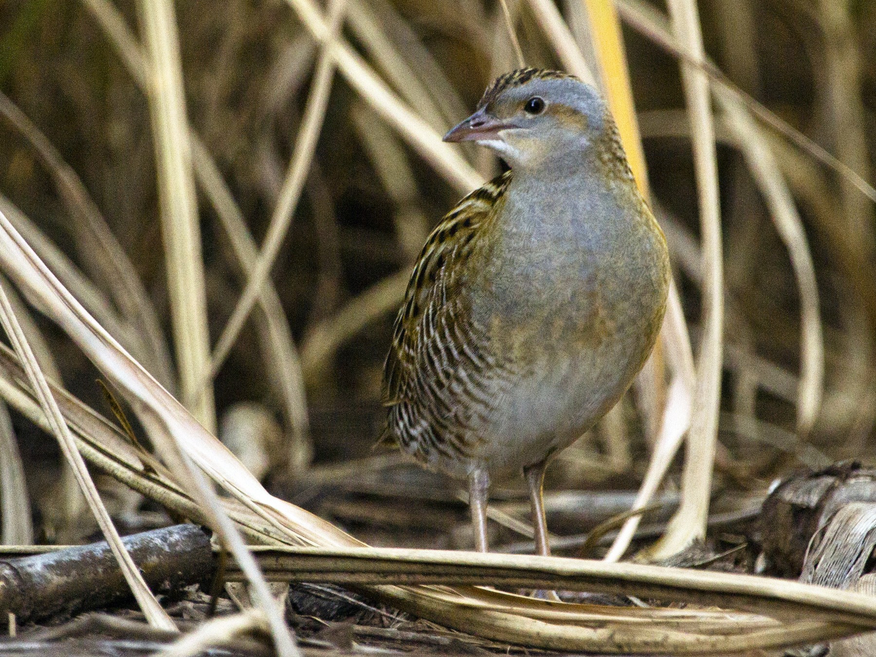 Corn Crake - Phil Stouffer