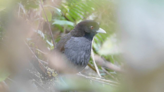  - Pale-billed Antpitta