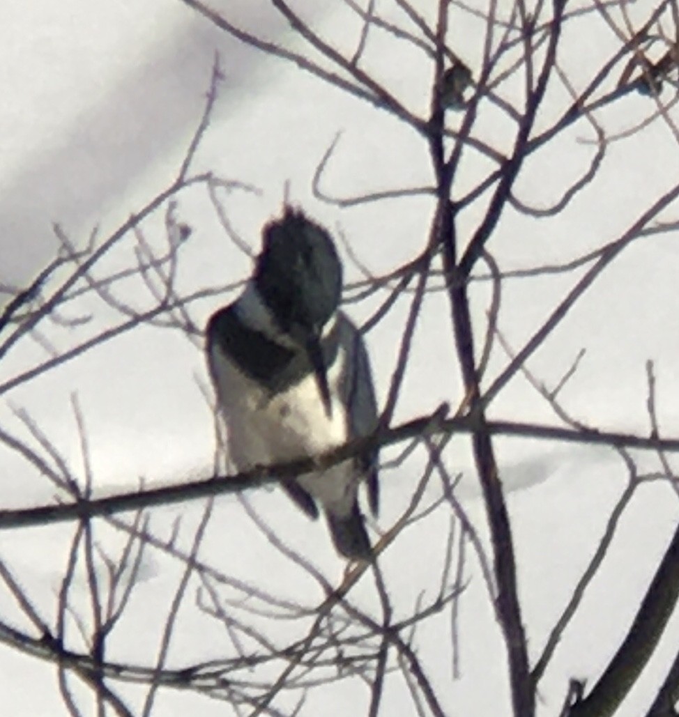 Belted Kingfisher - ML543497171