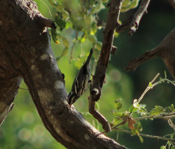 Black-and-white Warbler - juventino chavez