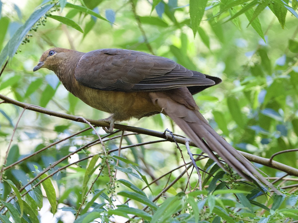 Brown Cuckoo-Dove - ML543497351