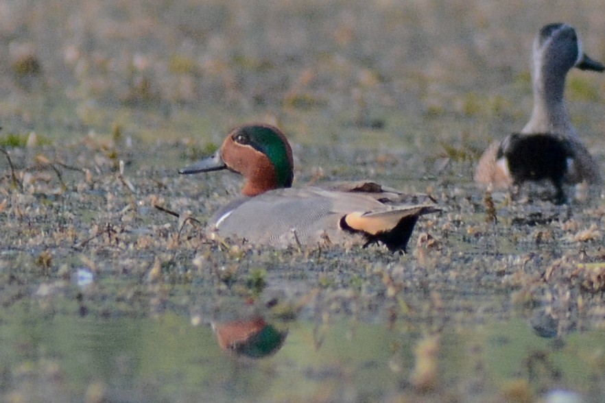 Green-winged Teal - ML543498411