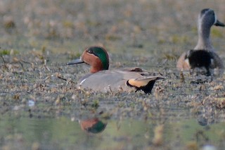 Green-winged Teal, ML543498411