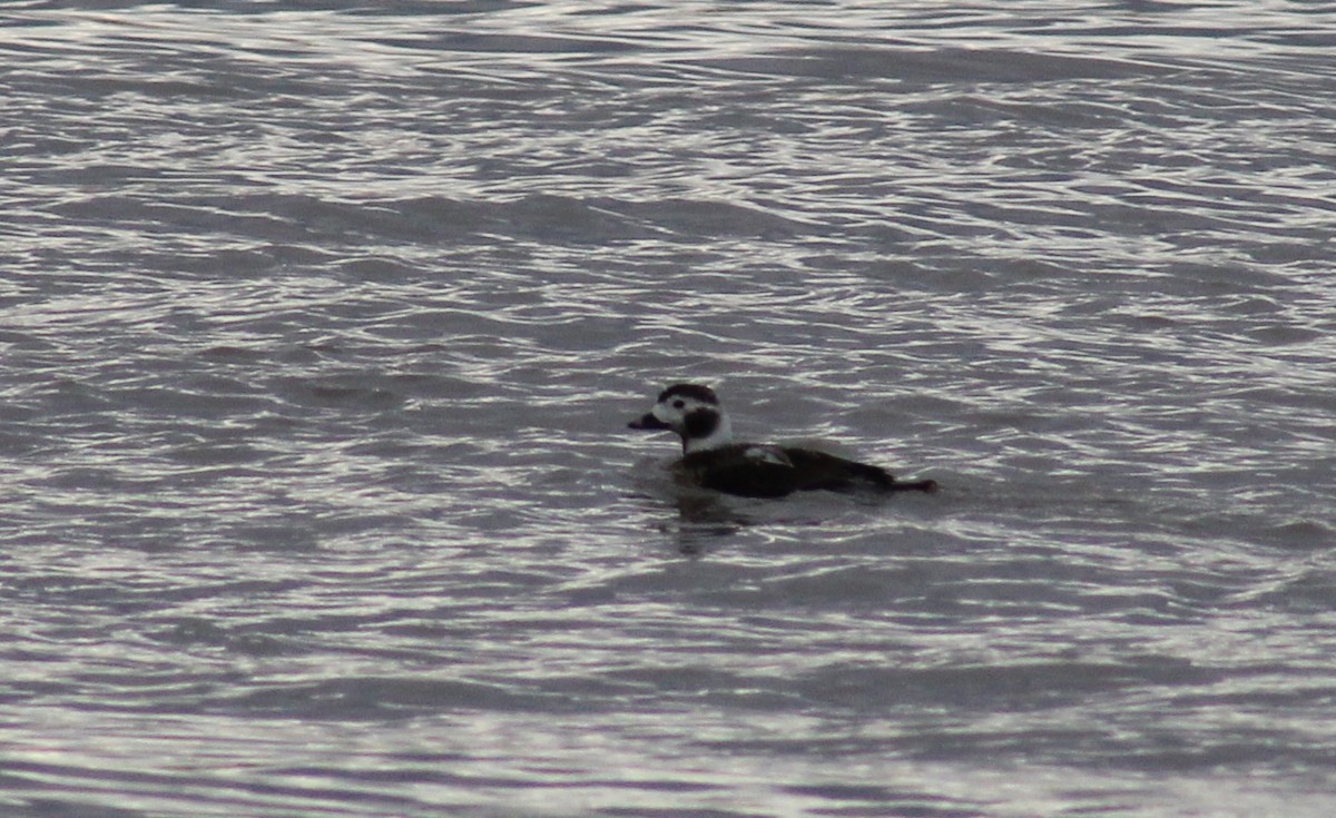 Long-tailed Duck - ML543498801