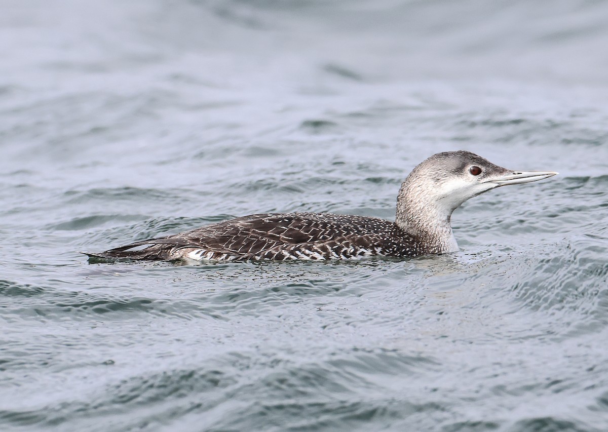 Red-throated Loon - ML543500511