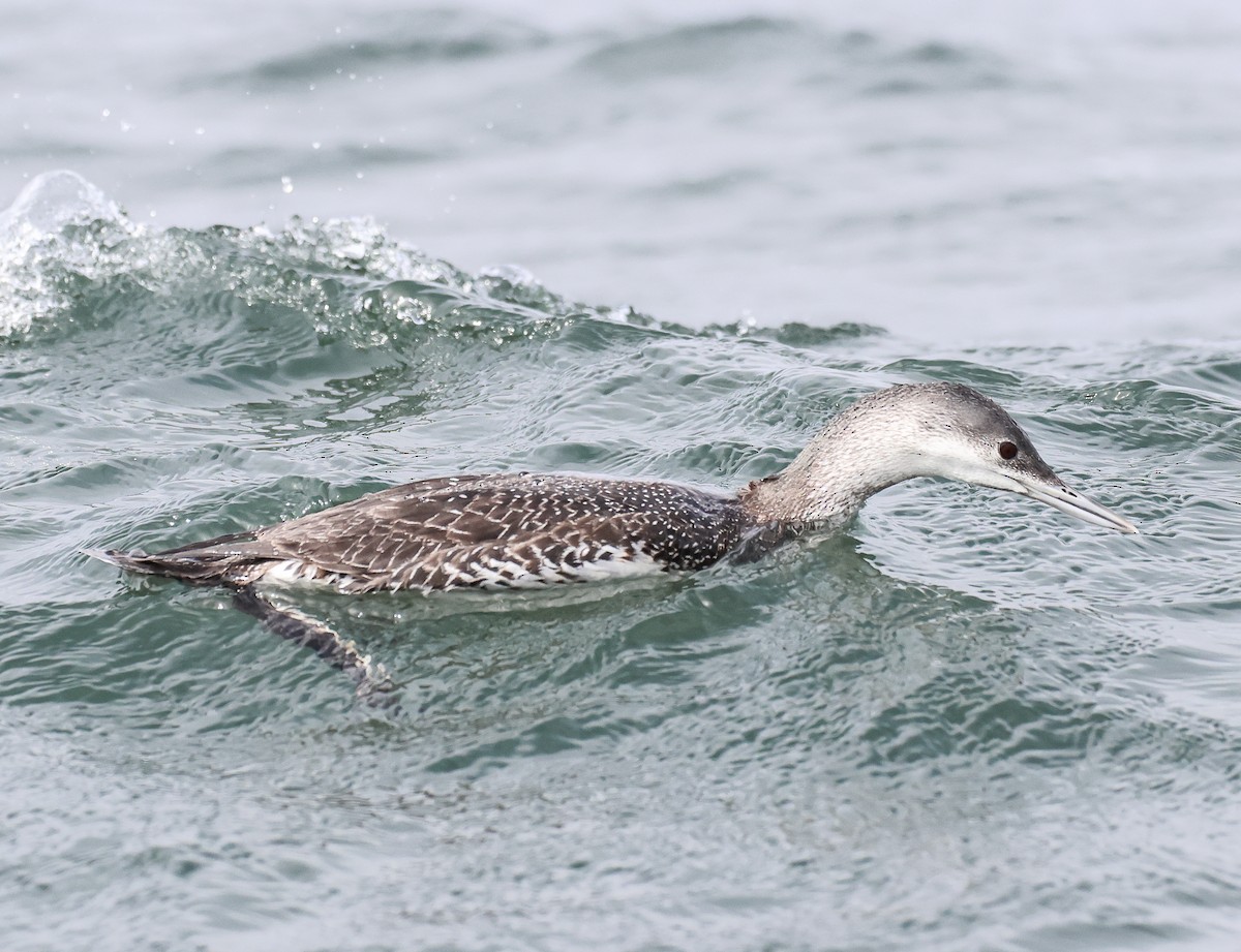 Red-throated Loon - ML543500521
