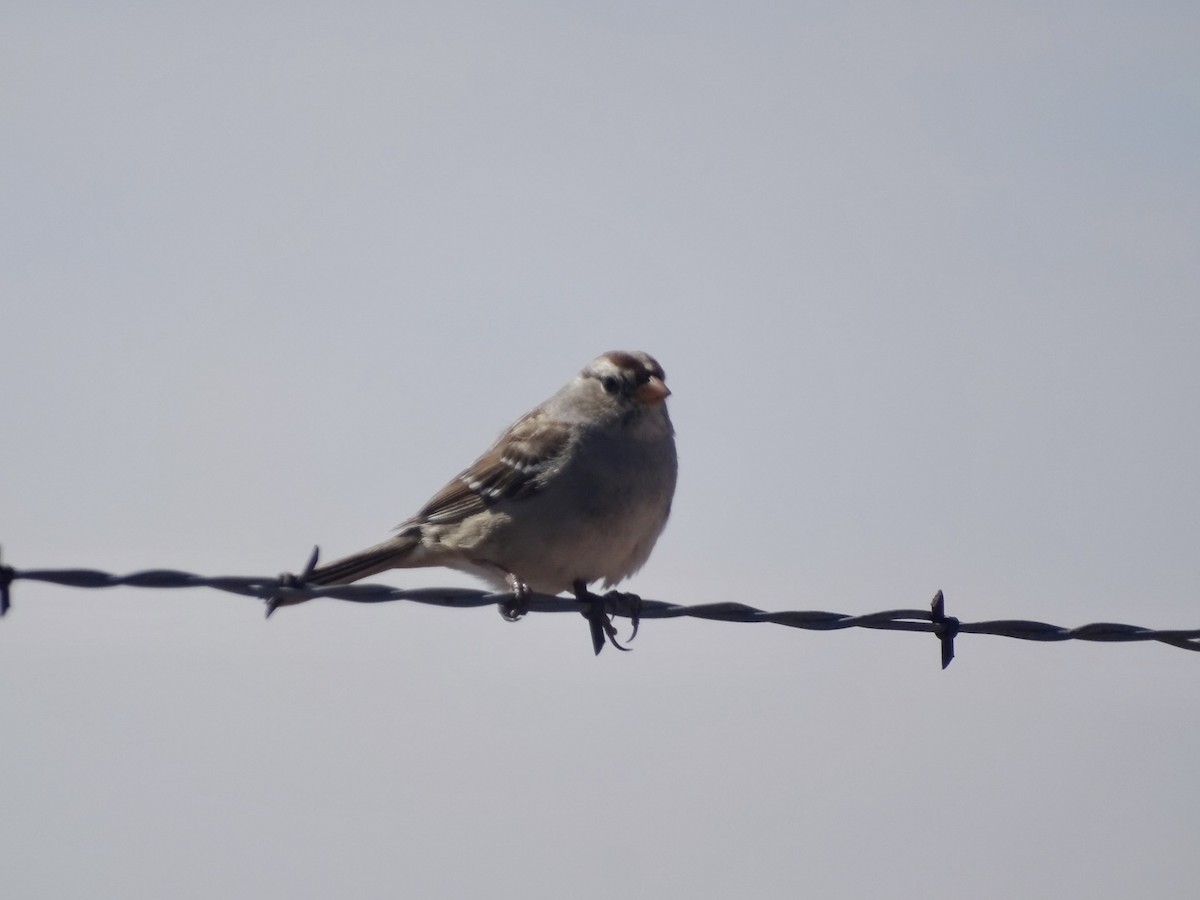 White-crowned Sparrow - ML543502551