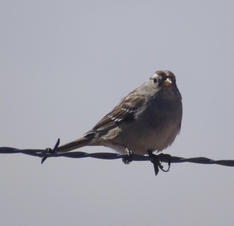 White-crowned Sparrow - ML543502561