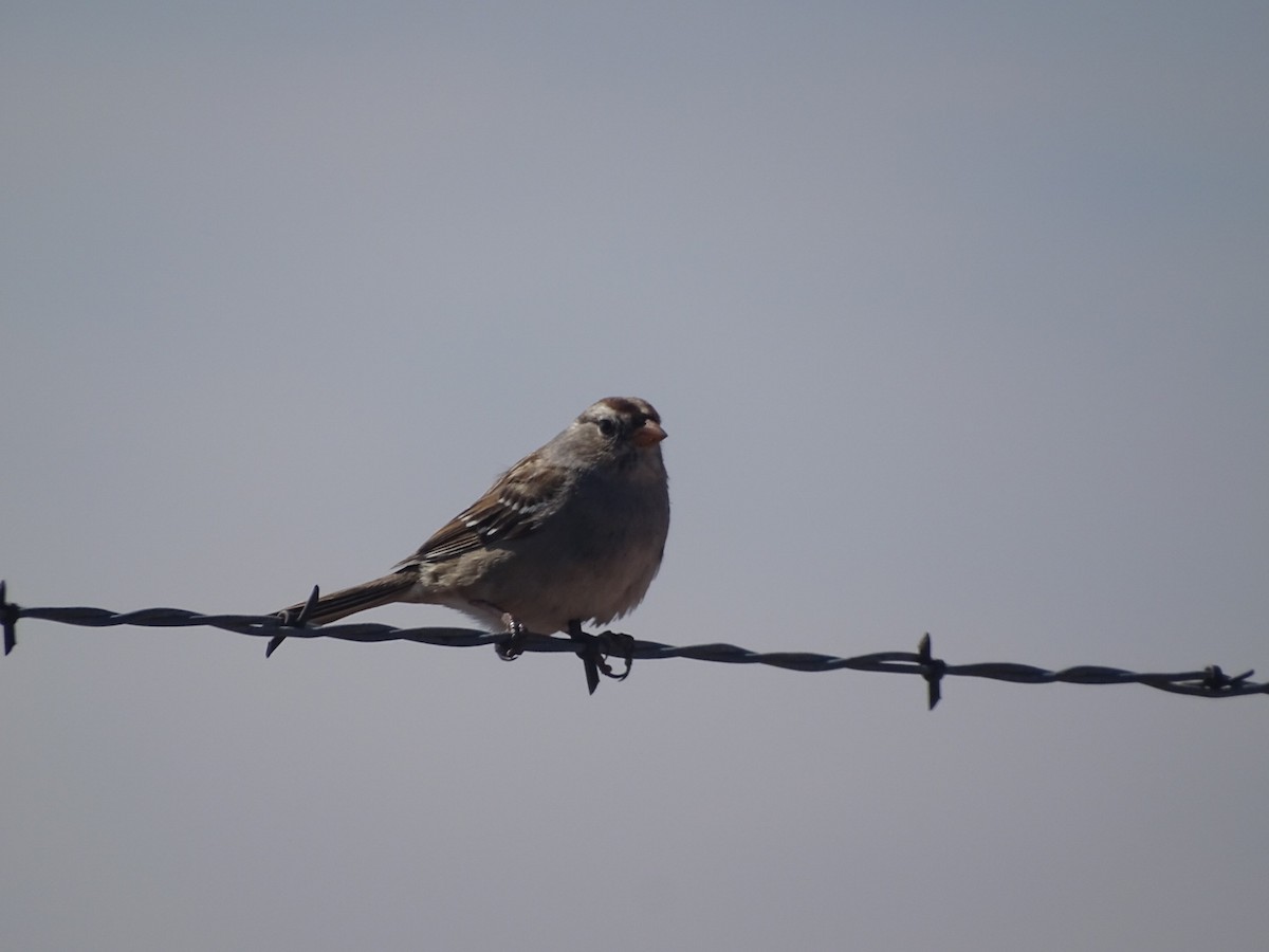 White-crowned Sparrow - ML543502571