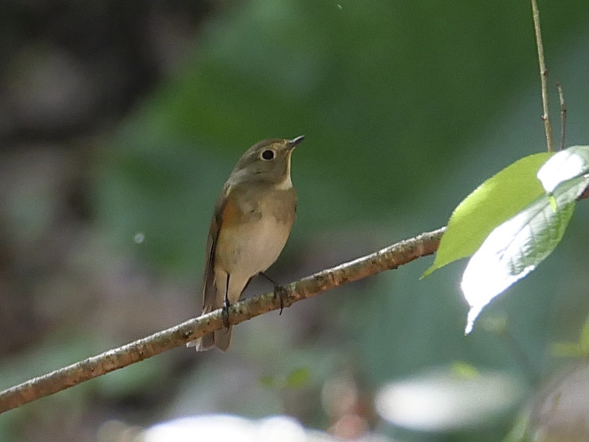 Red-flanked/Himalayan Bluetail - ML543503821