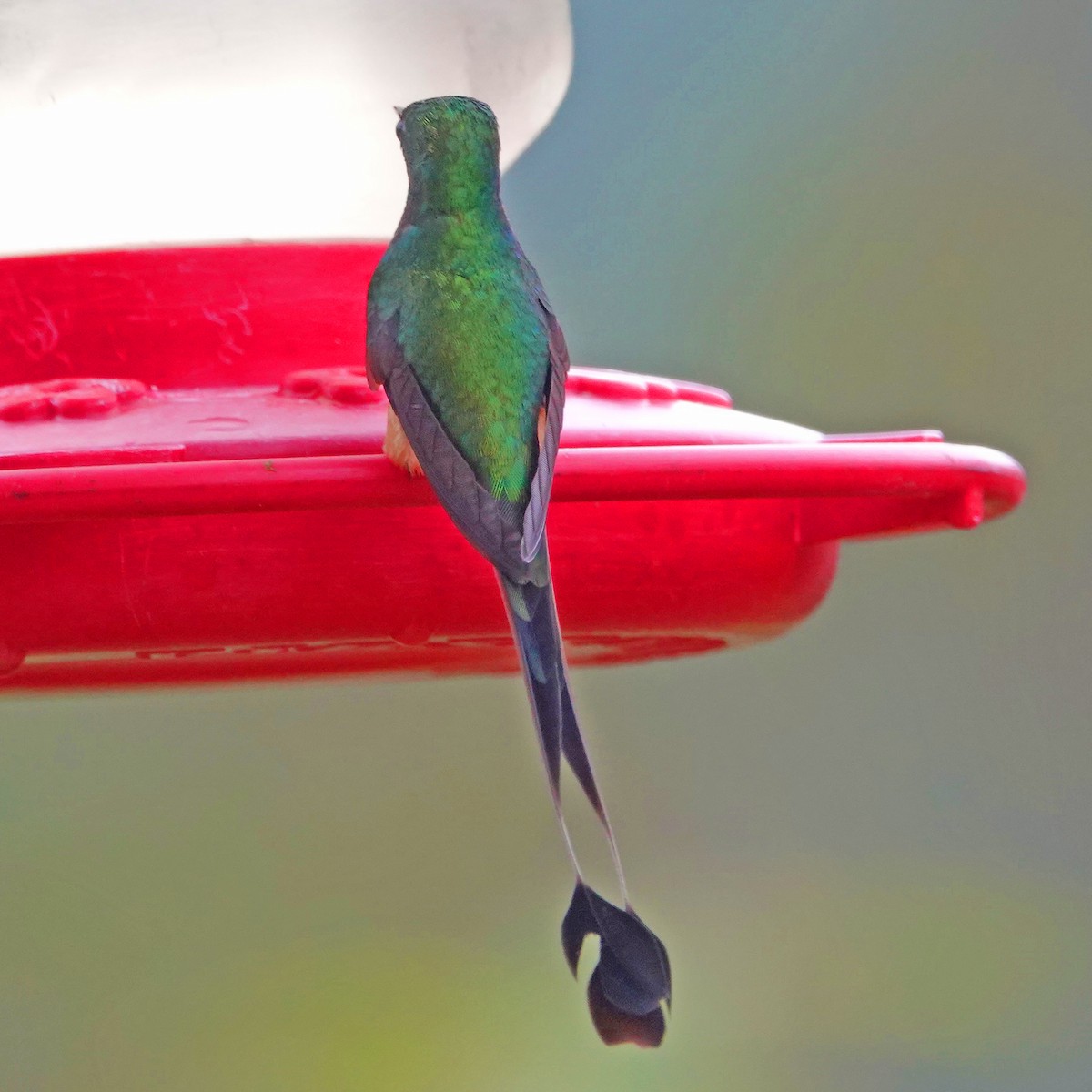 Booted Racket-tail (Peruvian) - ML543506441