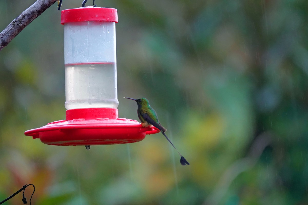 Booted Racket-tail (Peruvian) - ML543506491