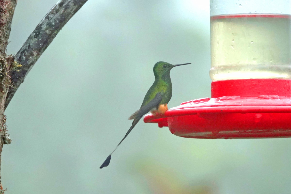 Booted Racket-tail (Peruvian) - ML543506521
