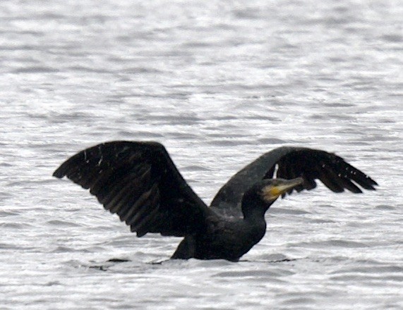 Great Cormorant - william tyrer