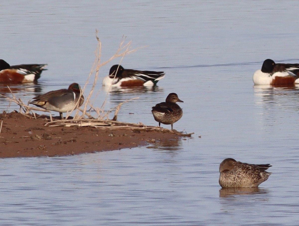 Green-winged Teal - ML543512151