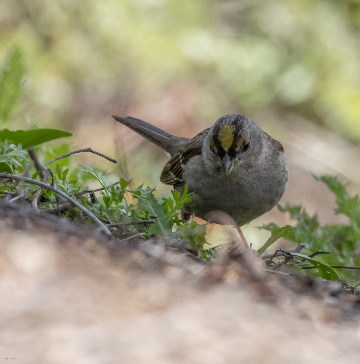 Golden-crowned Sparrow - ML543512471