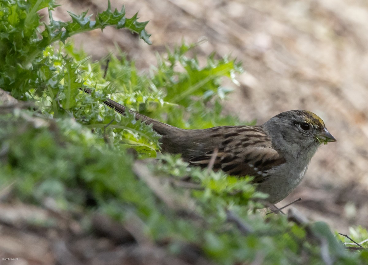Golden-crowned Sparrow - ML543512481